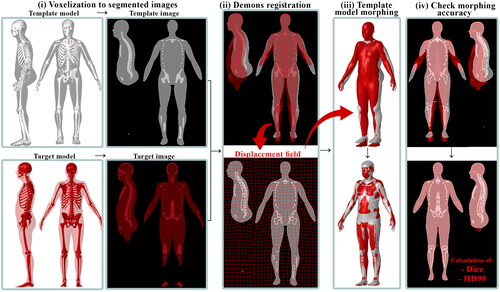 Figure 3. Basic morphing framework using a target geometry and template HBM. (i) The target and template outer skin and skeleton are voxelized to segmented images and rigidly aligned by the head. (ii) Demons registration using the template image set as the fixed image and the target image set as moving image to generate a displacement field defined on the fixed image space. (iii) The displacement field is applied to the template HBM, morphing the HBM to the desired personalized HBM. (iv) The image of the template HBM is hardened by the inverse of the generated displacement field and is subsequently compared with the target image set to quantify personalization accuracy using Dice and HD95 metrics.