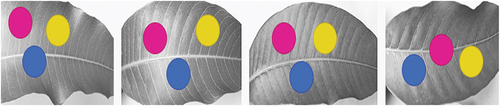 Figure 4. Creating 3 non-overlapping regions of interest (ROI).