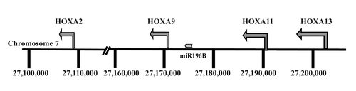 Figure 1. Physical map showing the location of the HOXA and miR196B genes on chromosome 7.