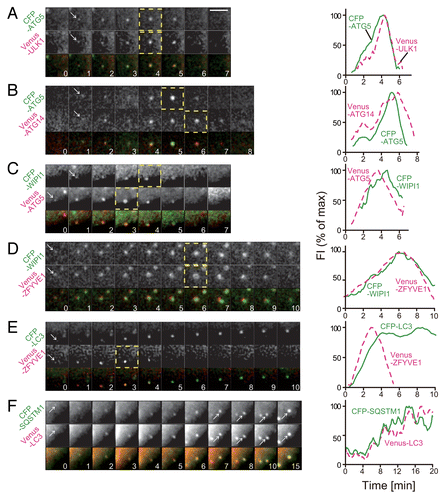 Figure 2. Time-course analysis of accumulation and disappearance of ATG proteins. MEFs stably coexpressing CFP–ATG5 and Venus–ULK1 (A), CFP–ATG5 and Venus–ATG14 (B), CFP–WIPI1 and Venus–ATG5 (C), CFP–WIPI1 and Venus–ZFYVE1 (D), CFP–LC3 and Venus–DCFP1 (E), or CFP–SQSTM1 and Venus–LC3 (F) were cultured in starvation medium. Time-lapse imaging was performed and analyzed as in Figure 1. Selected images (1.0 min interval) are shown. Dashed-line boxes indicate the video frames at the maximum (peak) intensities. Scale bar: 5 μm.
