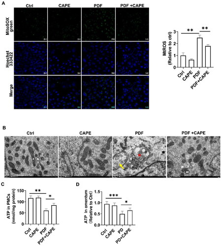 Figure 4. CAPE rescues mitochondrial homeostasis in the PD state. (A) Confocal microscopic images revealed increased mitochondrial ROS in PDF-induced PMCs, which was significantly reversed by CAPE. Magnification, ×200. (B) Transmission electron microscopy images of mitochondria in PMCs, with a scale bar of 500 nm, indicate the disappearance of mitochondrial cristae (arrow) and mitochondrial swelling and cristae reduction (star). (C) ATP levels in PMCs in the indicated groups. (D) ATP levels in the omentum. *p < 0.05, **p < 0.01, ***p < 0.001.