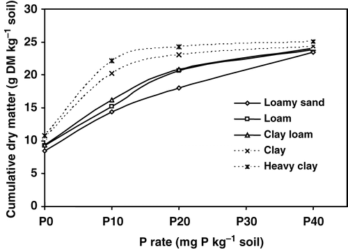Figure 1. Cumulative dry matter yield as influenced by P rate and soil texture on five Quebec Humaquepts.