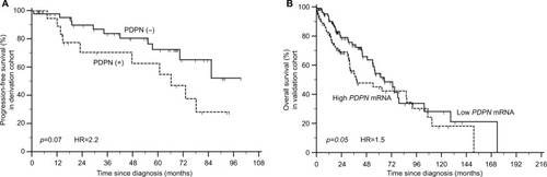 Figure 4 Association between PDPN expression and prognosis in SqNSCLC patients: (A) association between PDPN protein expression and progression-free survival in SqNSCLC patients in the derivation cohort (p=0.07); (B) association between PDPN mRNA expression and overall survival in case-matched SqNSCLC patients in the validation cohort (p=0.05, log-rank test, HR=1.504, 95% CI 1.003–2.301).Abbreviations: PDPN, podoplanin; SqNSCLC, squamous non-small cell lung cancer.