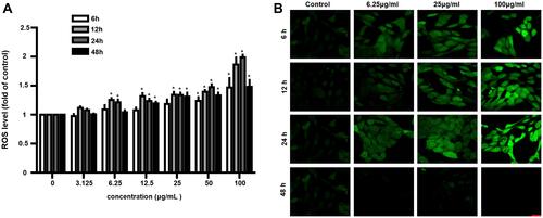 Figure 4 CeO2 NPs induced ROS generation. (A) ROS levels were measured at 6, 12, 24 and 48 h after exposure to various concentrations (3.125–100 μg/mL) of CeO2 NPs by H2DCF-DA staining. (B) ROS levels were monitored under CLSM, which showed that ROS levels increased following 6, 12, 24, and 48 h of exposure to CeO2 NPs with concentrations of 25 and 100 μg/mL. Data points represent the mean ± SD from three independent experiments with three samples per concentration. *p < 0.05 compared to controls. (Scale bar: 25 μm.).