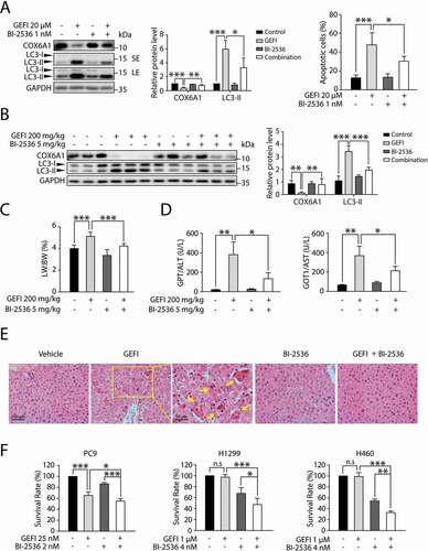 Figure 8. Gefitinib-induced hepatotoxicity is alleviated by PLK1 inhibitor BI-2536 without compromising the anti-cancer activity of gefitinib. (A) HL-7702 cells were treated with BI-2536 or gefitinib or vehicle for 24 h. The expressions levels of LC3 and COX6A1 were determined. HL-7702 cells were treated with BI-2536 or gefitinib or vehicle for 48 h. Apoptotic cells were identified by flow cytometric analysis (n = 3, one-way ANOVA, LSD test). (B–E) Female ICR mice (n = 6 per group) were treated with BI-2536 (5 mg/kg, twice a week) by intraperitoneal injection or gefitinib (200 mg/kg/day) by gavage. (B) Liver lysates were used to detect the expressions of COX6A1 and LC3. (C) Relative liver weights were calculated (n = 6, one-way ANOVA, LSD test). (D) Serum samples were collected to analyze the levels of GPT/ALT and GOT1/AST (n = 6, one-way ANOVA, Dunnett T3 test). (E) Liver tissues from the mice were collected and stained with H&E for histopathological analysis. Yellow arrowheads indicated the cellular level showing prominent hematoxylin and eosin staining objects that were suggestive of apoptosis in specific regions. For 100× magnification, scale bar: 100 µm; for 200× magnification, scale bar: 50 µm. (F) SRB staining analysis was carried out to determine the survival rates of three different NSCLC cell lines (n = 3, one-way ANOVA, LSD test). Western blot was repeated at least three times and densitometric analysis was carried out. The data are expressed as the mean ± SD; n.s = no significance; *p < 0.05; **p < 0.01; ***p < 0.001. Abbreviations: GEFI, gefitinib; LW, liver weight; BW, body weight; GOT1/AST, glutamic-oxaloacetic transaminase 1, soluble; GPT/ALT, glutamic pyruvic transaminase, soluble; H&E, hematoxylin and eosin; SRB, sulforhodamine B; SE, short exposure; LE, long exposure