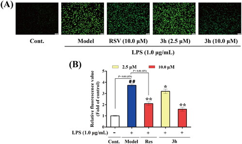 Figure 9. The inhibitory effects of resveratrol and 3h on LPS-induced ROS release in BV-2 microglia cells. (A) representative images, (B) relative fluorescence values obtained by microplate reader. The data are expressed as the mean ± SD from three independent experiments. ##p < 0.01 vs. control; *p < 0.05 vs. model group; **p < 0.01 vs. model group.
