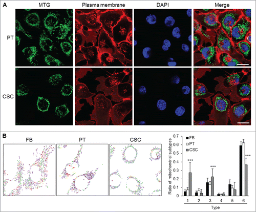 Figure 4. Mitochondrial architecture within CSCs. (A) Distribution of mitochondria was revealed by MitoTracker Green (MTG) staining. Cytoplasmic distribution of mitochondria was observed in TW01 parental cells. Mitochondria of TW01 CSCs were scattered away from the plasma membrane and clustered in the peri-nuclear region. DAPI was used to stain the nucleus and CellMask™ Plasma Membrane Stain was utilized to label the plasma membrane. Scale bars indicate 20 μm. (B) Left plots indicate the composition of mitochondrial subtypes in normal skin fibroblasts (FB), TW01 parental cells and CSCs. Individual mitochondria were labeled as follows: small globules (type 1, blue), swollen globules (type 2, yellow), linear tubules (type 3, green), twisted tubules (type 4, orange), loops (type 5, red), branched tubules (type 6, purple). Right histogram quantified the average ratio of type 1 to type 6 mitochondrial subtypes in indicated cells, respectively. Statistically significant differences were determined when compared with TW01 parental cells. (***, P < 0.001).