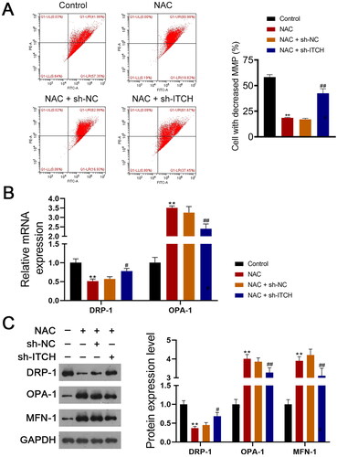 Figure 6. Circ-ITCH protects mitochondrial dysfunction induced by oxidative stress in lipopolysaccharide (LPS)-stimulated HK-2 cells. (A) Mitochondrial membrane potential (MMP) of cells was monitored using flow cytometry. (B) RT-qPCR was used to determine the relative expression of DRP-1 and OPA-1 in cells. (C) Western blotting was used to measure the expression of DRP-1, OPA-1, and MFN-1 in cells. LPS-stimulated HK-2 cells were pretreated with N-cetylcysteine (NAC; a ROS scavenger) and transfected with sh-ITCH or sh-NC. **p < 0.01 vs. control; #p < 0.05, ##p < 0.01 vs. NAC + sh-NC.
