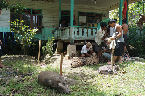 Figure 5. Pigs and chickens, the most important domestic animals, are prepared for a ritual feast (punen).