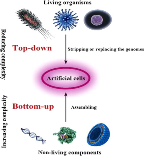 Figure 3. Approaches for the design and construction of artificial cells: In the Top-down and bottom-up approach [Citation20].