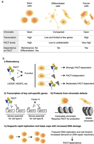 Figure 6. Different aspects of FACT in mammalian cells. (a) A summary of key characteristics of stem, differentiated, and cancer cells. (b) Previously proposed mechanisms that may explain why FACT is only essential in some cell types. See main text for details.