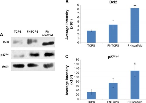 Figure 5 Comparison of Bcl2 and p27Kip1 expression in KG1a cells cultured on a fibronectin (FN) scaffold, a tissue culture plate system (TCPS), and a FN-coated tissue culture plate system (FNTCPS) for 48 hours.Notes: (A) Representative blots showing expression levels of Bcl2 and p27Kip1 in KG1a cells cultured in different conditions. Note the increased expression of both Bcl2 and p27Kip1 in FN-coated polyurethane (PU)/poly-l-lactic acid (PLLA) 60:40. (B) Quantified results of expression levels of Bcl2 on FN scaffolds, (**P=0.002 vs FNTCPS). (C) Quantified results of expression levels of p27Kip1, *P=0.023 vs FNTCPS.