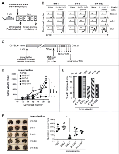 Figure 6. NLRC5 expression in B16 cells enables cross-presentation of endogenous mgp100 and elicits protective antitumor immunity. (A) Experimental plan for evaluating antigen cross-presentation in vivo. B16-v, B16-5 and B16-5/80 cells were irradiated and 2 × 105 cells were injected into the footpad of C57BL/6 mice. One day later, CFSE-labeled naive or cytokine-primed Pmel-1 cells were injected intravenously (1 × 106 cells/mouse). Four days later, lymph nodes (LN) draining the footpad (popliteal), non-draining (contralateral popliteal) LN and spleen were harvested to evaluate CFSE fluorescence on CD8+Vβ13+ gated of Pmel-1 cells. (B) Proliferation of Pmel-1 cells elicited by cross presentation of endogenous mgp100 by B16-derived cells. Representative data from three–four mice per group from two experiments are shown. (C) Protocol for evaluating the ability of B16-derived cells to elicit protective antitumor immunity. (D, E) Eight week-old C57BL/6 mice were immunized with irradiated B16-derived cell lines (○ PBS; • B16-Wt; ♦ B16-5, ▪ B16-80; ▴ B16-5/80) by intradermal route (2 × 105 cells/mouse). Four weeks later, the immunized mice were challenged with parental B16-F10 (B16-Wt) cells injected subcutaneously (1 × 105 cells/mouse), and tumor growth was monitored. (D) Tumor growth kinetics from two experiments (n=4–6 mice per group). Error bars = SE. Statistical comparisons were performed using two-way ANOVA with Tukey's multiple comparisons. **p < 0.01, ****p < 0.001. (E) Pooled end-point data of palpable tumor growth 21 d after challenge from the indicated number of mice from more than three experiments. (F) C57BL/6 mice immunized with irradiated B16-derived cell lines were challenged with parental B16-Wt cells via intravenous route. Twenty days later, the recipient mice were sacrificed and the lung tumor foci were evaluated. Representative images of the lungs (left) and number of lung tumor foci (right) are shown. Kruskal–Wallis test adjusted for Dunn's multiple comparisons: *p < 0.05.