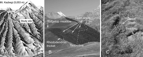 Figure 1 Research site. (A) Site map. (B) Northern slope, consisting of (from right to left) timberline, Rhododendron thicket with open patches (where Betula litwinowii seedlings were most commonly found), and ridgetop meadow. (C) Watercourse on ridgetop with dwarf B. litwinowii individuals and seedling.