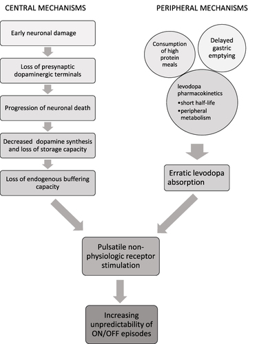 Figure 1 Pathogenesis of motor fluctuations in Parkinson’s disease. Both central and peripheral mechanisms contribute to the eventual development of ON/OFF fluctuations by leading to pulsatile non-physiologic dopamine receptor stimulation in the basal ganglia. Successful pharmacologic management of OFF episodes attempts to achieve more continuous drug delivery in order to mitigate the combined effects of these mechanisms.