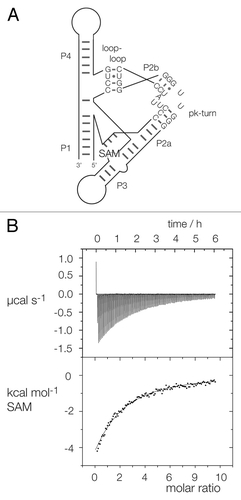 Figure 4. Replacement of the SAM-I riboswitch k-turn with the pk-turn. (A) A scheme shows the secondary structure and tertiary interaction of the SAM-I riboswitch, with the SAM-binding site indicated. The natural k-turn has been replaced by the pk turn in this structure. (B) Plots showing the results of microcalorimetric analysis of ligand binding to the SAM-I riboswitch containing the pk-turn. The upper panel shows the raw data for sequential injections of 2 µl volumes of a 5 µM solution of SAM into a 1.4 ml volume of 96 µM RNA solution in 50 mM HEPES (pH 7.5), 100 mM KCl, 10 mM MgCl2. This represents the differential of the total heat evolved for each SAM concentration (i.e., ∆H°). The lower panel presents the integrated heat data fitted to a single-site binding model (EquationEq. 1).