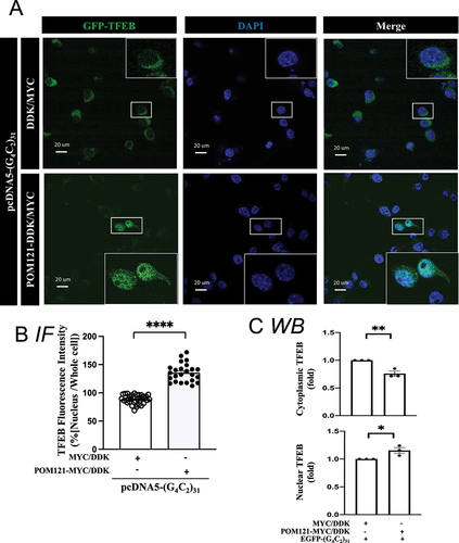 Figure 8. Overexpression of POM121 rescues the TFEB translocation into nucleus in (G4C2)31-RNA repeat-treated NSC34 cells. (A) Increased level of nuclear GFP-TFEB in POM121-overexpressing, (G4C2)31-RNA repeat-treated NSC34 cells. Confocal images demonstrated the GFP-TFEB colocalization with DAPI in NSC34 cells. (B) The quantification of data from (A) showed a significant increase in the intensity of nuclear GFP-TFEB. The intensity analysis was performed by using NIH ImageJ. (version 1.51b). Note: Data shown are percentages of “Average nuclear fluorescence intensity/Average whole cell fluorescence intensity” for each group; MYC/DDK group, N = 35; POM121-MYC/DDK group, N = 24; two-tailed unpaired Student<apos;>s t test, ****p < 0.0001. (C) Analyses of Figure 6E western blot shows that the overexpression of POM121 increased the protein level of nuclear TFEB and concomitantly decreased the cytoplasmic TFEB caused by GFP-(G4C2)31. Quantitative data are means ± SEM; N = 3; two-tailed unpaired Student<apos;>s t test, p = 0.0060 (cytoplasmic TFEB), p = 0.0407 (nuclear TFEB), *p < 0.05, ** p < 0.01.