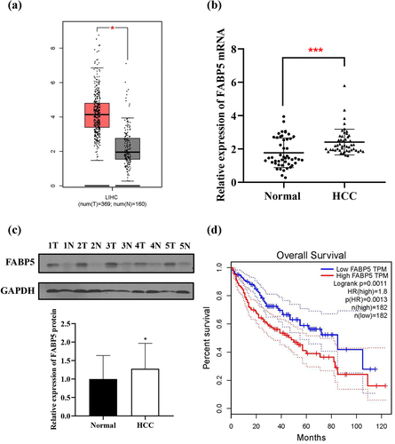 Figure 1. FABP5 expression was upregulated in HCC. a, expression of FABP5 in HCC samples (N = 369) and normal samples (N = 160) from the TCGA data set. b, relative expression of FABP5 mRNA in HCC tissues compared with adjacent normal tissues were detected by RT-qPCR. c, relative expression of FABP5 protein in HCC tissues and adjacent normal tissues were detected by western blotting. Representative images of FABP5 expression in 48 paired HCC tissues(t) and adjacent normal tissues (n). d, the expression of FABP5 was negatively correlated with overall survival time in HCC patients from the TCGA data set. *P < .05 and ***P < .001 as compared with the vehicle control.