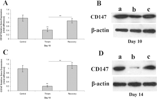 Figure 3. Real-time quantitative PCR analysis of CD147 on (3a) day 10 and (3c) day 14. Expression levels were normalized to the levels of the geometric mean of GAPDH gene expression. Values are mean ± standard errors of the mean (n = 4 for each group); results are shown relative to mRNA expression levels from the control group (normal growth plates) set to one corresponding to the n-fold difference., **P < 0.01. Proteins probed with an anti-CD147 antibody at the ages of (3b) day 10 and (3d) day 14 that recognized the band corresponding to the 42 kDa CD147; band a, control; band b, TD affected; band c, recovery. Membranes were also probed with an antibody against the β-actin to verify that equal amounts of proteins were loaded.