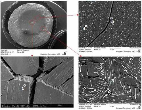 Fig. 6. SEM images of COLOSS-10 in three regions of the melted area. The compositions of the indicated phases are reported in Table II. Source: OECD (2021) (CitationRef. 11).