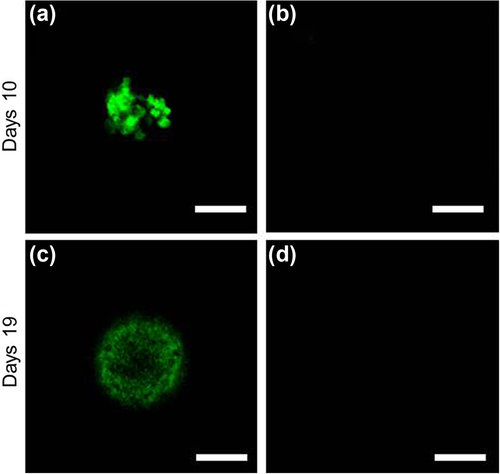 Figure 2. Typical images showing encapsulated hiPS cells stained with (a, c) calcein AM dye (b, d) PI dye, to detect living and dead cells, respectively, at (a, b) 10 and (c, d) 19 days of cultivation (Run 1). Scale bar: 50 μm.