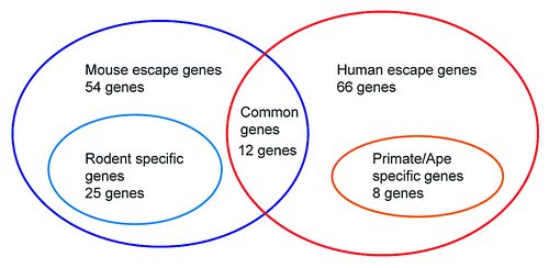 Figure 2. Summary of diversity of escape genes on the X chromosome in postmeiotic spermatids. Escape genes in postmeiotic spermatids are significantly diverged between humans and mice. Between the mice and humans (54 escape genes in mice vs 66 escape genes in humans), only 12 escape genes are in common in both groups. Twenty-five out of 54 mice escape genes are newly evolved genes only in rodent lineage, and 8 out of 66 escape genes are newly evolved genes only in primate/ape lineages.