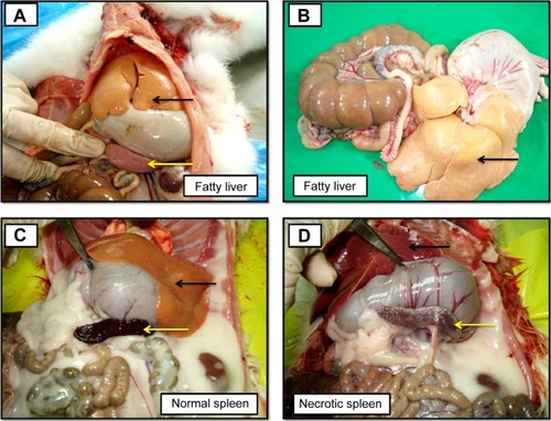 Figure 6 Photographs illustrating the gross morphological lesions observed in different experimental groups at animal necropsy.