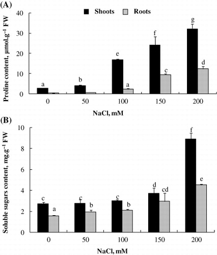 Figure 5. Proline and sugars contents in shoots (A) and roots (B) of L. sativum exposed to NaCl treatment for 15 days. Data are means of 12 replicates ±SE. Means with similar letters are not different at P < 0.05 according to Duncan's multiple range test at 95%.