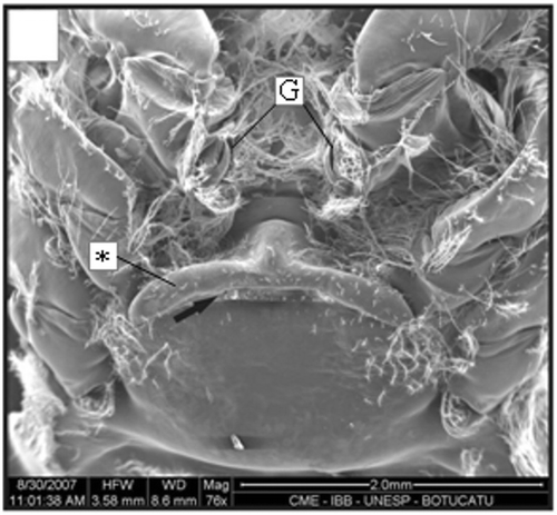 Figure 8. Thelycum of a specimen with 10.2 mm CL. Transversal ridge (arrow); gonopore (G); hood (*). Scale bar = 2 mm.