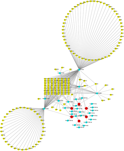 Figure 8 Construction of transcription factor (TF)–miRNA–mRNA networks. Yellow represents TF, blue represents miRNA, and red represent biomarker.