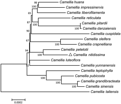 Figure 1. Phylogenetic relationships among 18 Camellia species based on the neighbor–joining (NJ) analysis of 77 cp PCGs. The bootstrap values next to the branches are based on 500 resampling.