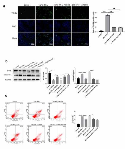 Figure 2. Knockdown of TSPO and PK11195 treatment partly protects microglia from LPS and IFN-γ induced apoptosis. (a) Cell apoptosis is analyzed using TUNEL staining. (b) Bcl-2 and caspase3 protein expression are measured using western blotting. (c) Flow cytometry analysis of apoptotic BV-2 cells. (;P < 0.05, ;;P < 0.01).