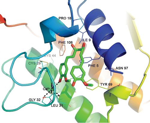 Figure 3. The best docked pose of curcumin at the active site of PLA2. Dashed lines indicate hydrogen bonds.