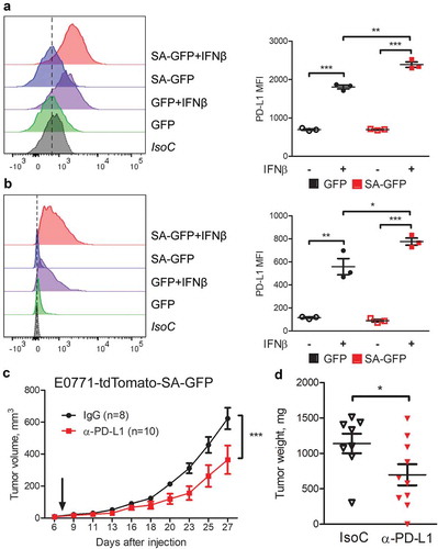 Figure 3. Breast cancer cells with induced IFN1 signaling have higher PD-L1 levels and response to anti-PD-L1 treatment. (a,b) Flow cytometry analysis of PD-L1 cell surface levels on GFP and SA-GFP E0771 (a) and AT-3 (b) cells. A representative histogram (left) and quantification (right) are shown. (c,d) The effect of anti-PD-L1 treatment on SA-GFP E0771 tumor growth in WT syngeneic mice. Data are mean±SEM of tumor volume (c) and tumor weight (d) for 8 IgG- and 10 anti-PD-L1-treated mice per group.