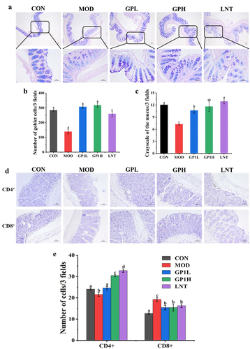 Figure 2. Effects of GP on CD4+ and CD8+ T lymphocytes, goblet cell number and mucous volume in colon tissue. (a) Representative image of AB-PAS-stained section of colon tissue (40X and 200X); (b) number of goblet cells; (c) grayscale of the mucus; (d) Representative image of immunohistochemical-stained section of colon tissue (200X); (e) number of CD4+ and CD8+ T lymphocytes. Multiple comparisons were performed by using one-way ANOVA using SPSS 26.0 software. Means with different letters are significantly different (p < .05) (n = 8). CON: control group; MOD: model group; GPL: low does GP group; GPH: high does GP group; LNT: lentinan.