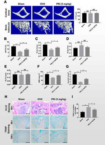 Figure 5 PRI protects against OVX-induced bone loss in mice in vivo. (A) Representative 3D reconstructions of micro-CT scans of tibial trabecular and cortical bone (cross-section) from mice in Sham (normal saline), OVX (normal saline), and OVX + PRI (5 mg/kg bodyweight) groups. (B-G) Morphometric analysis of bone parameters including percentage bone volume to tissue volume (BV/TV, %), trabecular bone number (Tb.N, mm−1), trabecular separation (Tb.S, mm), trabecular bone thickness (Tb.Th, mm), bone mineral density (BMD, mg/cm2) and connectivity density (Conn.Dn, 1/mm3). (H) Representative H&E and TRAP stained histological sections of tibial bone from control and experimental groups. (I) Quantitative histomorphometric analysis of the number of TRAP-positive cells in each group. Bar graph presented as mean ± SD from 8 samples per group; *p < 0.05, **p < 0.01, and ***p < 0.001 relative to control group.