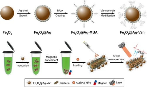 Scheme 1 Schematic illustration of the synthesis of vancomycin-modified Fe3O4@Ag MNPs and the operating procedure for rapid and label-free SERS detection of bacteria by using Fe3O4@Ag-van MNPs and Au@Ag NPs in combination.Abbreviations: MNPs, magnetic nanoparticles; MUA, 11-mercaptoundecanoic acid; NPs, nanoparticles; SERS, surface-enhanced Raman scattering.