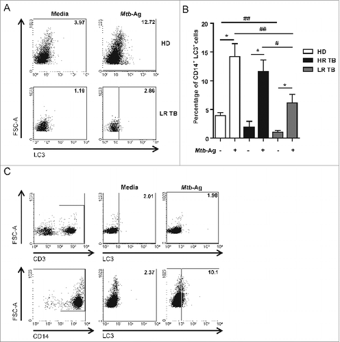 Figure 2. Mtb-Ag induces autophagy in CD14+ cells from tuberculosis patients and healthy donors. PBMC from healthy donors (HD) and tuberculosis patients (TB) (High responders [HR TB] and low responders [LR TB]) were incubated at 3 × 106 cells/ml in RPMI with 10% FBS. PBMC were stimulated with or without sonicated M. tuberculosis antigen (Mtb-Ag) for 24 h and intracellular saponin-resistant LC3 determination was performed on CD14+ and/or CD3+ cells by flow cytometry. (A) Dot plots were obtained first gating on monocytes by light scatter, then on CD14+ cells and finally on LC3+ cells. Representative dot plots from a HD and a LR TB are shown. (B) Bars represent the mean values of the percentage of CD14+LC3+ cells ± SEM. *P < 0.05, Wilcoxon matched-pairs signed rank test; #P < 0.05, ##P < 0.01, Mann-Whitney Test. (C) Intracellular LC3-II was determined by flow cytometry first gating on lymphocytes by light scatter and then gating on CD3+ T cells (upper panel); or first gating on monocytes by light scatter and then on CD14+ cells (lower panel). A representative dot plot from a HR tuberculosis patient is shown.