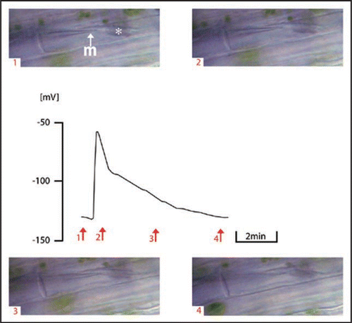 Figure 3 Short-lasting electrical response of a Vicia faba SE following burning the leaf tip (at a distance of 3 cm) and photographs taken simultaneously as an optical control of forisome reaction (arrows 1–4). The forisome remained in the condensed state during the short plateau phase (2↑-3↑, 3 min). The forisome is marked with an asterisk. m, microcapillary for membrane potential recording.