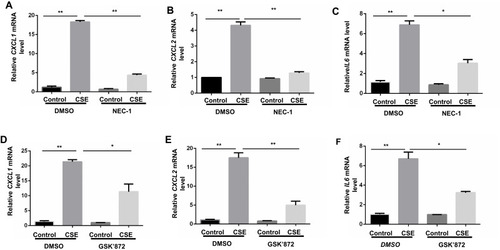 Figure 2 Inhibition of necroptosis alleviates CSE-induced mRNA transcripts of inflammatory cytokine in BMDMs. BMDMs were incubated with 1%CSE for 24h in the absence or presence of the indicated necroptosis inhibitor. Relative mRNA levels of CXCL1, CXCL2 and IL6 were detected by qRT-PCR (A–F). Data are mean ± SEM of 3 independent experiments. *P < 0.05, **P < 0.01 (Student’s t-test).