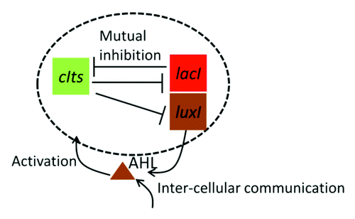 Figure 1. Simplified network diagram of the diversity generator. This network consists of a mutual inhibitory topology of LacI and CIts and inter-cellular signaling system for the activation of the CIts production.