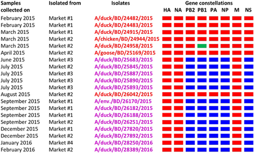 Figure 5 Gene constellations of highly pathogenic avian influenza (HPAI) H5N1 viruses isolated in Bangladesh from February 2015 through February 2016. Gene segments of circulating Bangladeshi HPAI H5N1 (red), Eurasian-lineage (blue), and H9N2-like (green) viruses are depicted for each isolated virus. Note that a newly emerged genotype of H5N1 viruses was first isolated from a single LPM in June 2015. This genotype was then isolated from other markets and became predominant in all Bangladeshi LPMs.