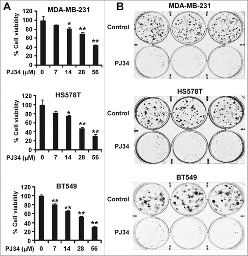 Figure 5. PJ34 inhibits breast cancer cell growth. (A) Breast cancer MDA-MB-231 and HS578T cells in 96-well plates were treated with PJ34 at the indicated concentrations for 72 h. Cell viability was measured by the CellTiter-Glo assay. All the values are the average of triplicate determinations with the s.d. indicated by error bars. **P < 0.01 vs. corresponding control value. (B) Cancer cells in 6-well plates were treated with PJ34 (14 µM) for 10–12 d The media were changed every 3 d Colonies were fixed with formaldehyde and stained with crystal violet. All the values are the average of triplicate determinations with the s.d. indicated by error bars. *P < 0.05, **P < 0.01 compared to cells treated with DMSO.
