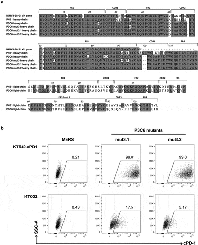 Figure 6. A. Primary structures of lead canine anti-cPD-1 antibodies. A. (top) heavy chain alignments of P4B1, P3C6 and its variants along with canine germline gene IGHV3-38*01. (bottom) light chain alignments of P4B1 and P3C6. Framework and CDR regions use IMGT nomenclature. B. Evaluation of full-length IgGD (P3C6mut3.1 and mut3.2) canine anti-cPD-1 binding to cell surface-expressed cPD-1 by flow cytometry. Canine IgGD-HA tagged clones against cPD-1 or the irrelevant MERS antigen (negative control) were used to stain KTδ32 and KTδ32.cPD-1 cells. Bound IgGD molecules were detected using an anti-HA antibody. Plots are gated on live, 7AAD- cells.