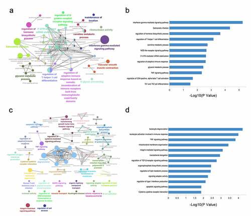 Figure 3. Visualizations of GO and KEGG analysis. (a, c) The network of enriched GO and KEGG terms colored by the cluster. The most significant enriched terms in (b) maternal peripheral blood and (d) chorion tissues