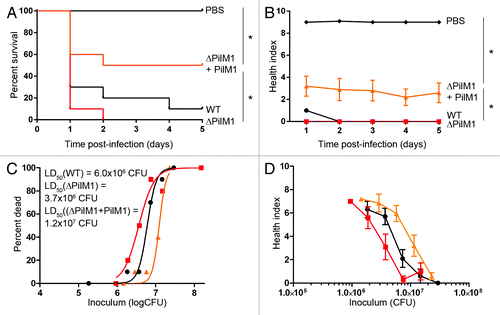 Figure 6. Constitutive pilus expression in M1 GAS decreases virulence in the wax worm model. Wax worms were inoculated with a dose titration of WT (circles), pilus knockout (squares), or pilus complemented (triangles) GAS and monitored daily for 5 d. (A) Kaplan-Meier survival curves at an inoculum of 7.5 × 106 CFU/wax worm. *P < 0.05 (log-rank test). (B) Mean ± SEM health index scores of wax worms post-infection with 7.5 × 106 CFU/wax worm. *P < 0.05 (2-way ANOVA). (C) Nonlinear regression of wax worm death at day 1 post-infection. (D) Mean health ± SEM index scores of wax worms at day 1 post-infection.