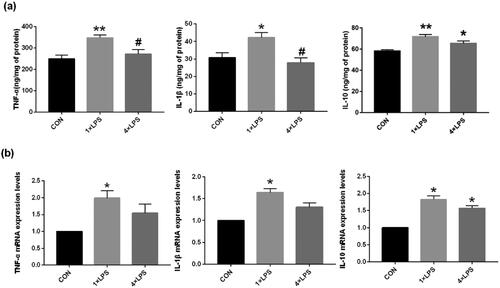 Figure 2. Repeated low-dose intraperitoneal LPS injection-induced ET. The expression of TNF-α and IL-1β was suppressed, while that of IL-10 was increased by repeated 0.5 mg/kg intraperitoneal LPS injection. (a) The levels of TNF-α, IL-1β, and IL-10 in the SN were detected by ELISA. (b) The expression of TNF-α, IL-1β, and IL-10 in the SN were detected by qRT-PCR. Data are presented as mean ± SEM (n = 3 mice per group). Statistical significance was determined by ANOVA with post hoc LSD tests; *p < .05, **p < .01 versus control group, #p < .05 versus 1 × LPS group.