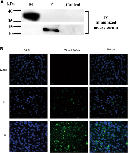 Fig. 3 Envelope (E) and membrane (M)-specific immune responses following vaccination with IV vaccine as determined by Western blotting (WB) and indirect immunofluorescence assay (IFA).Samples were collected from 293 T cells that were transiently transfected with the pCAGGS-E (E), pCAGGS-M (M) or control plasmid pCAGGS at 24 h post-transfection and subjected to WB (a) or IFA (b) using IV-immunized mouse serum at a 1:400 dilution as the primary antibody