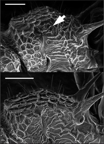 Figure 3 Scanning electron microscope (SEM) photographs in lateral-dorsal view, showing the alitrunk of Pristomyrmex punctatus. (A) L-type, with arrows indicating the vestigial wing. (B) S-type. Scale bar: 0.2 mm.