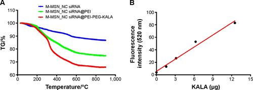 Figure S1 (A) TGA curves for various types of M-MSNs loaded with siRNA. (B) The standard curve for FITC-labeled KALA. Fluorescence intensity values at 520 nm versus the amount of FITC-labeled KALA.Note: A linear fit was used for these data.Abbreviations: TGA, thermogravimetric analysis; M-MSNs, magnetic mesoporous silica nanoparticles; FITC, fluorescein isothiocyanate; NC, negative control; PEI, polyethylenimine; PEG, polyethylene glycol; siRNA, small interfering RNA; KALA, a type of fusogenic peptide; TG, thermogravimetry.